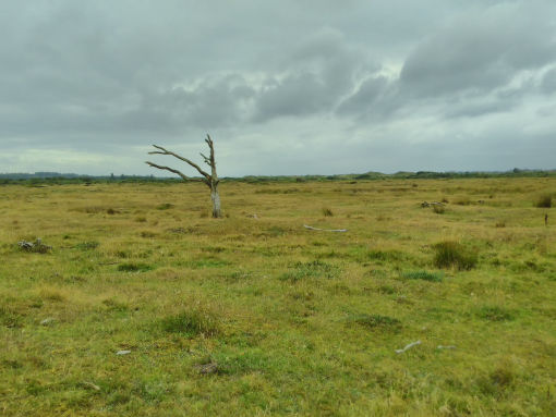 Ochsenweg/Haervejen