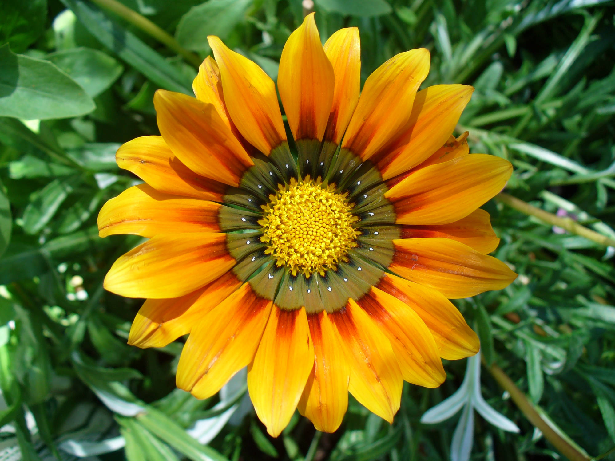 Eine Gazanienblüte - Mittagsgold