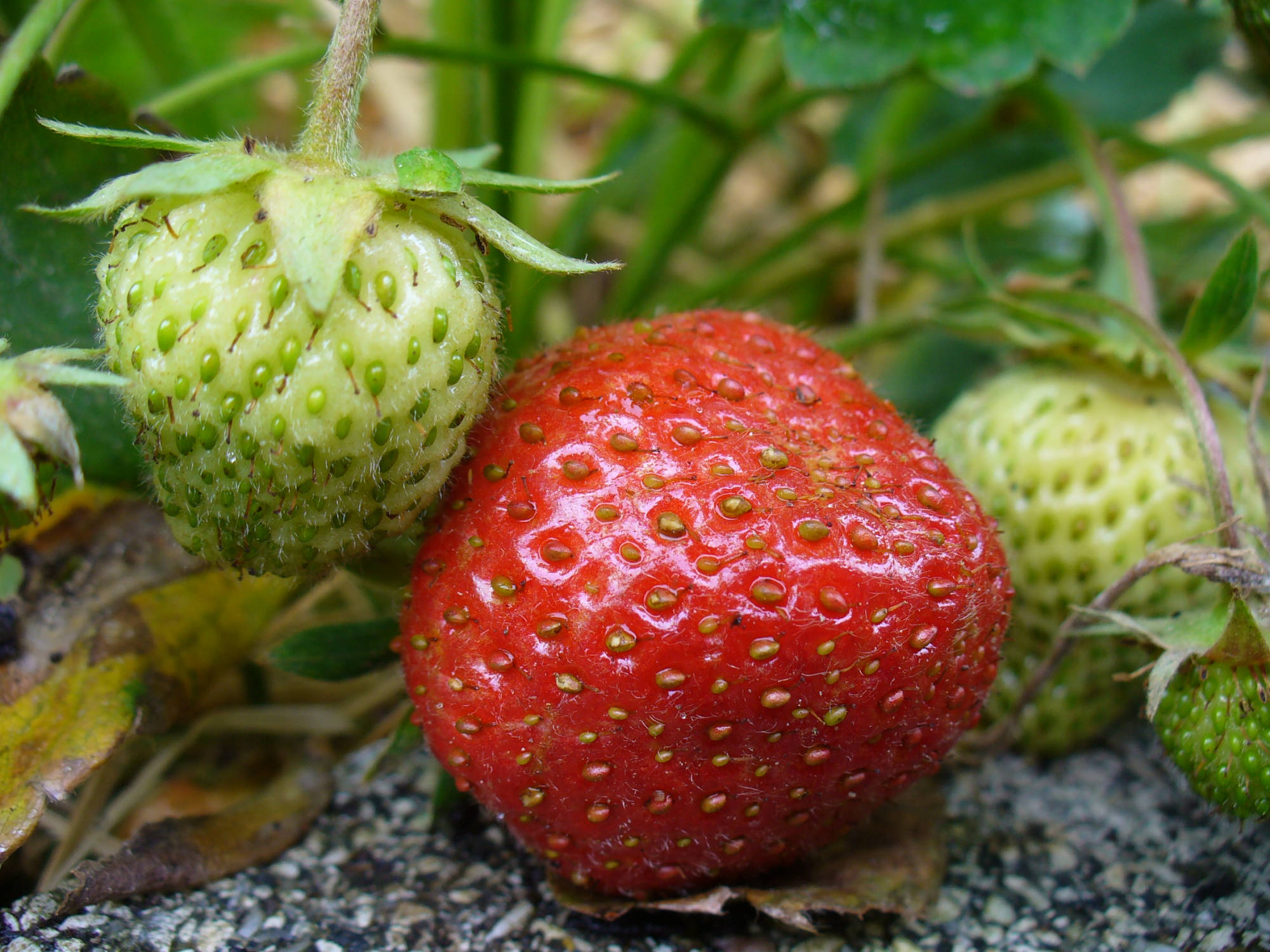 Erdbeeren