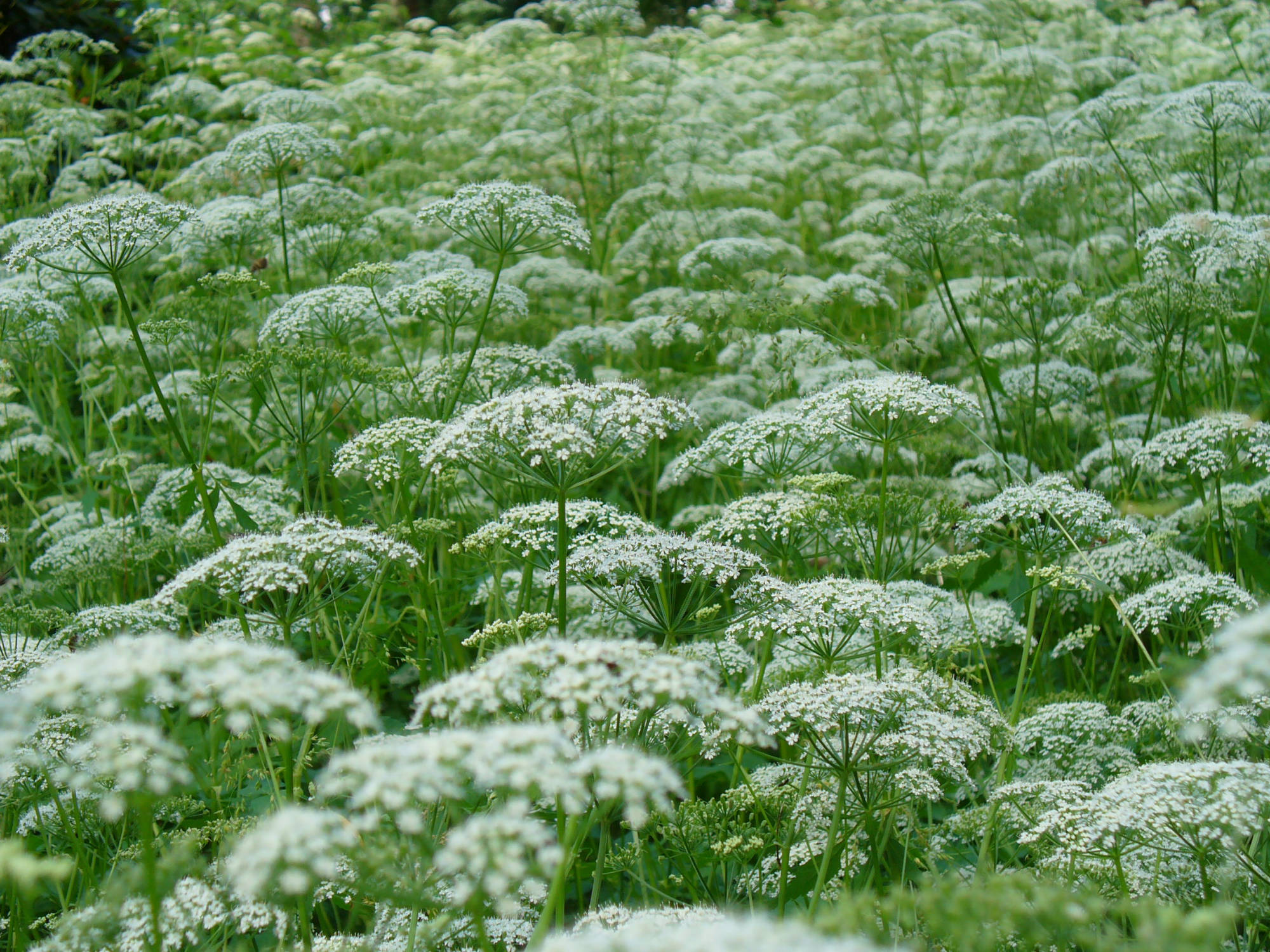 Giersch in Blüte