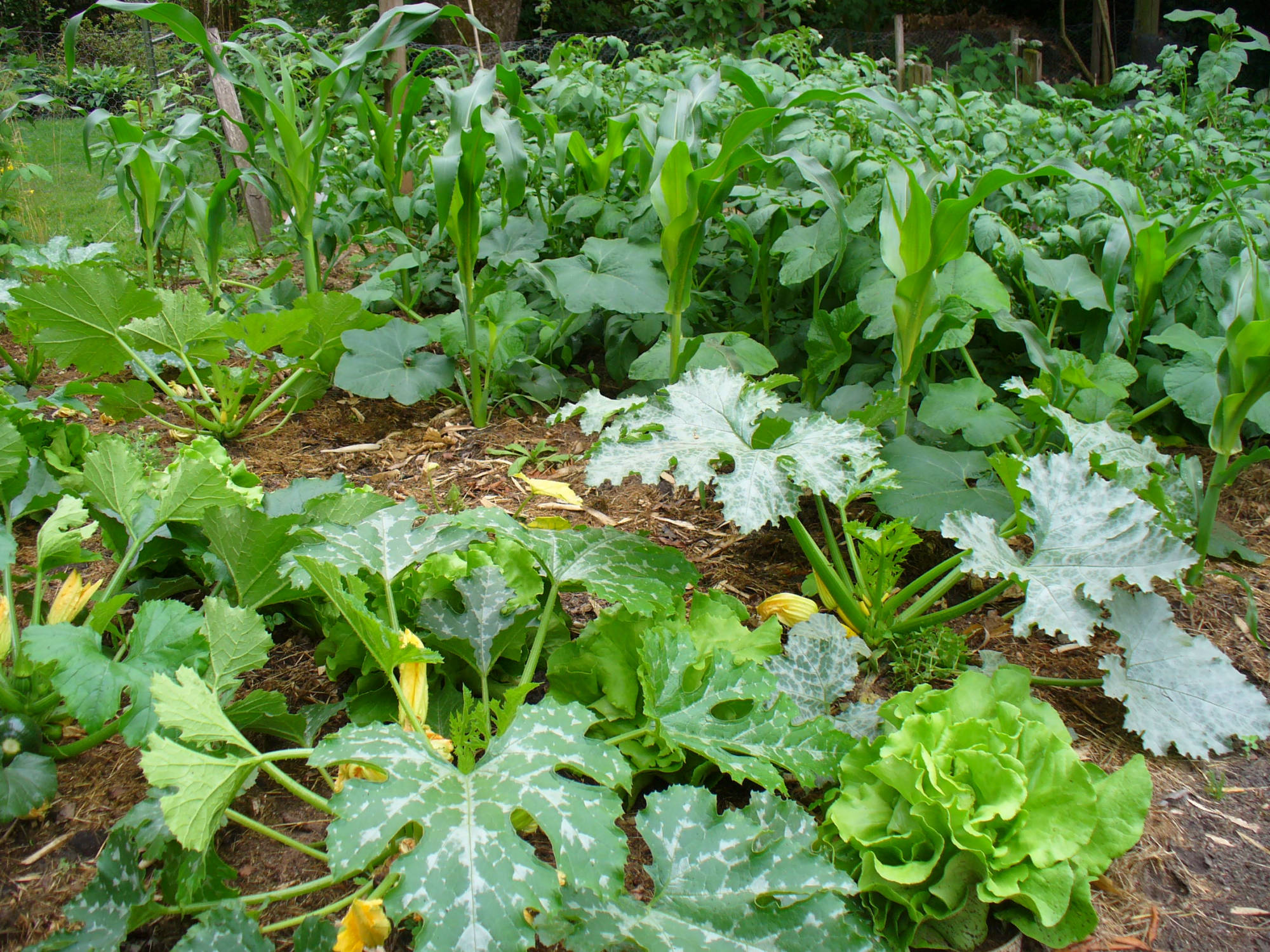 Zucchini, Mias und Salat