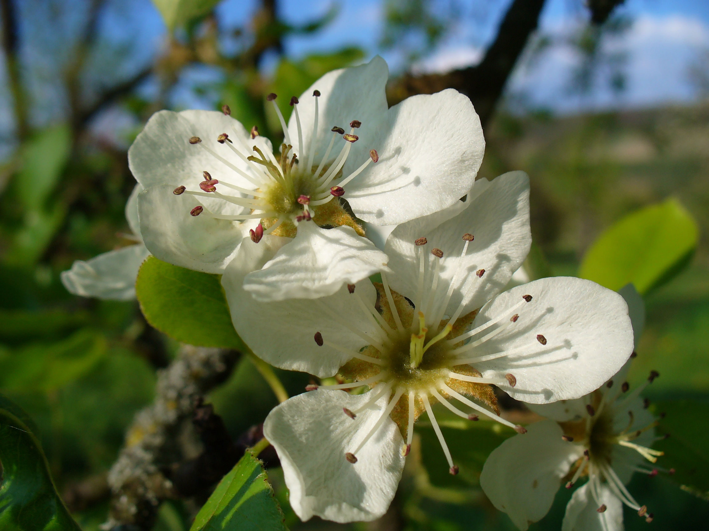 Lyrik erleben - Obstblüte