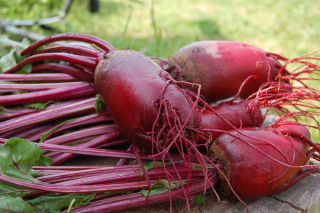 Rote Beete