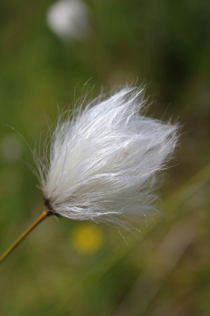 Eriophorum-Arten