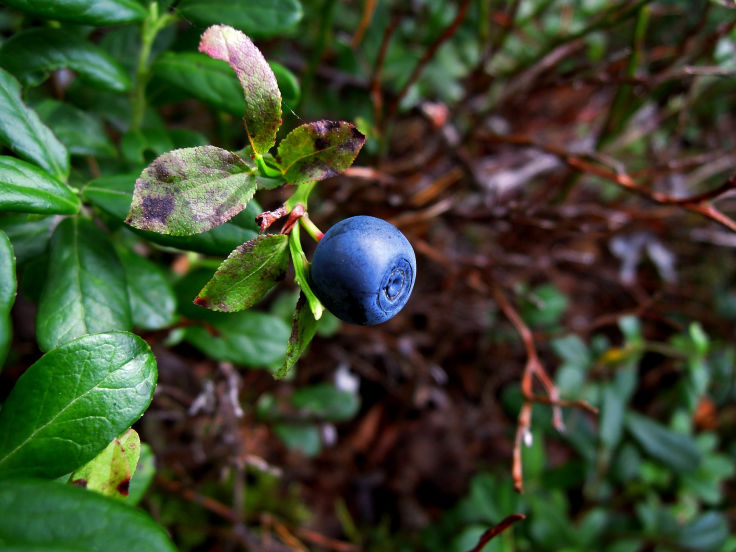 Vaccinium myrtillus