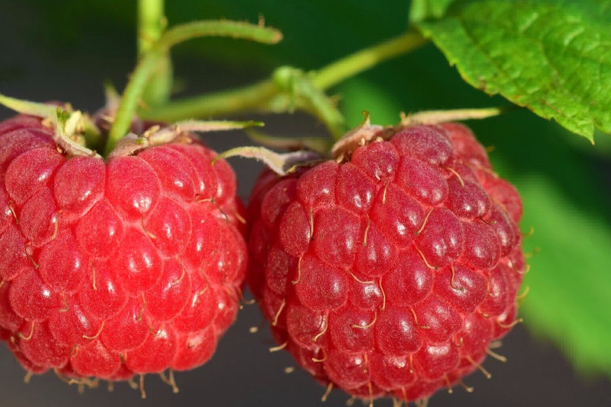 Früchte der Himbeere