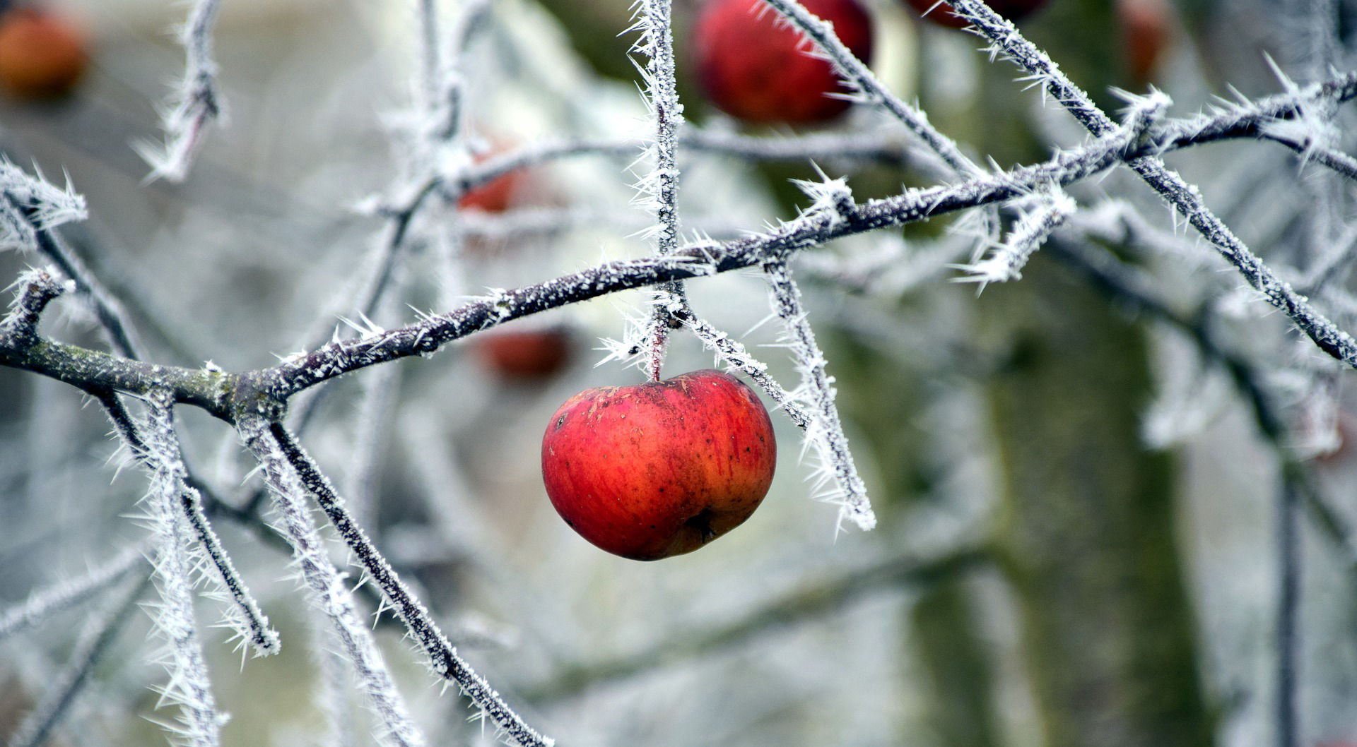 Apfel im Winter