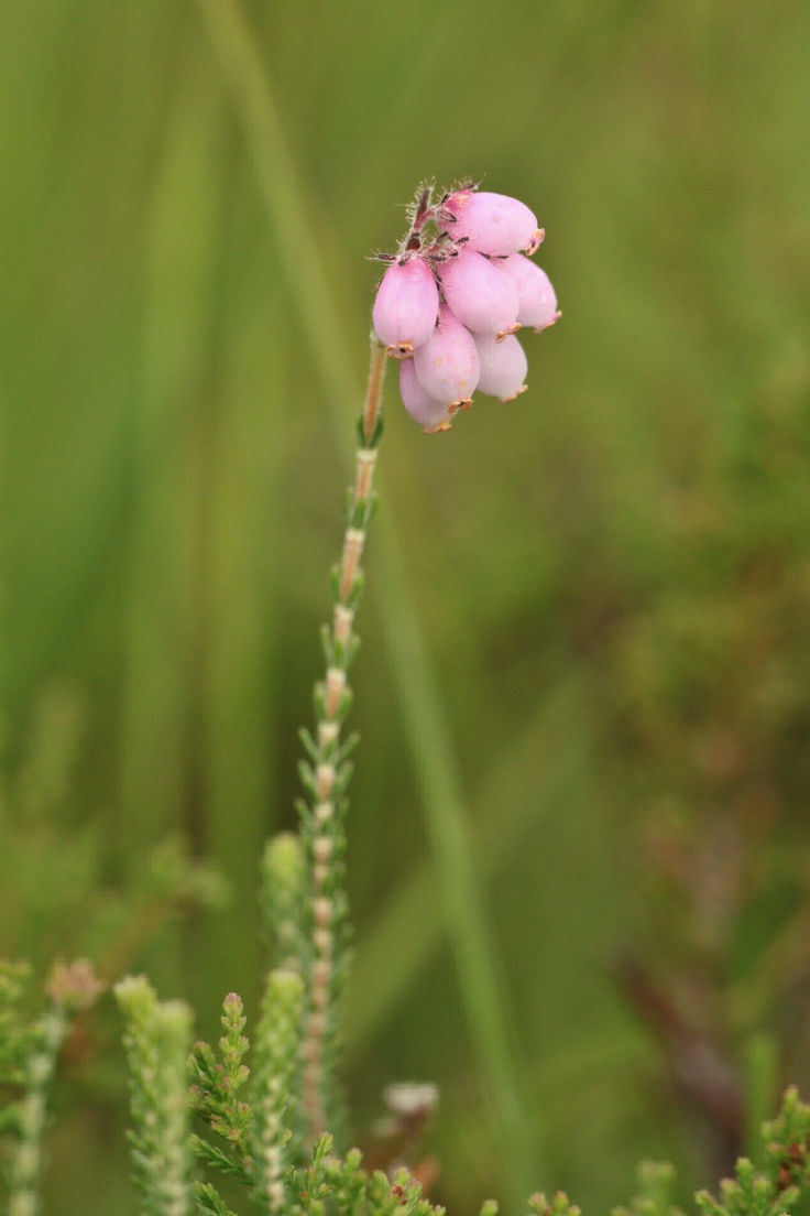 Erica tetralix