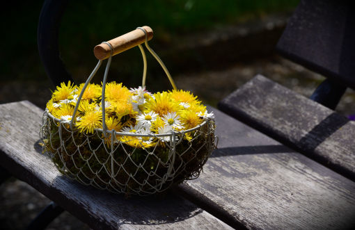 Löwenzahnblüten und Gänseblümchenblüten in einem Korb
