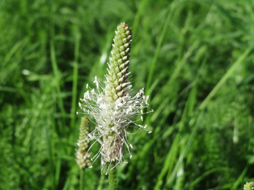 Wegerichblüte