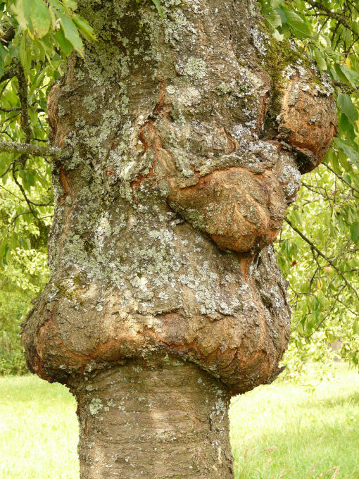 Veredlungsstelle an Kirschbaum