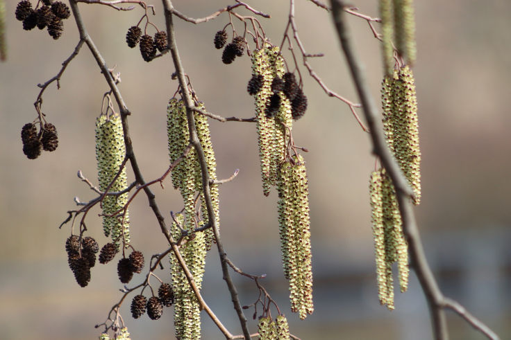 Alnus glutinosa