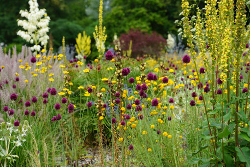 Hitze-und trockenheitstoleranter Garten mit Stauden