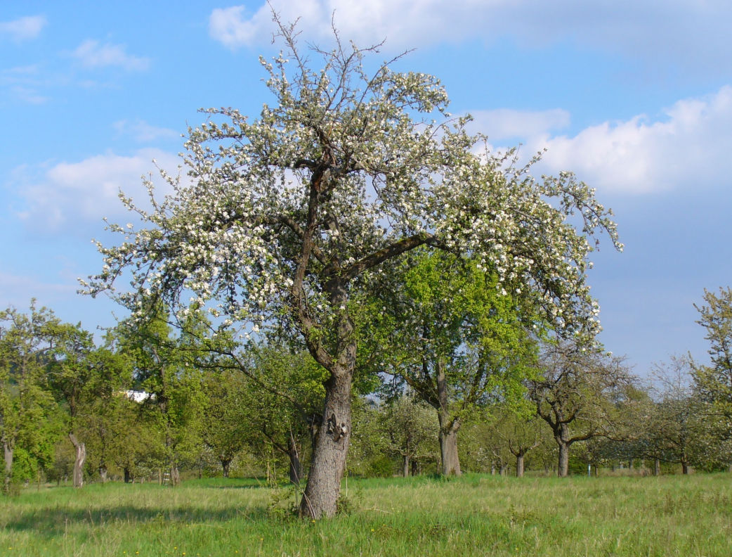 Streuobstbaum