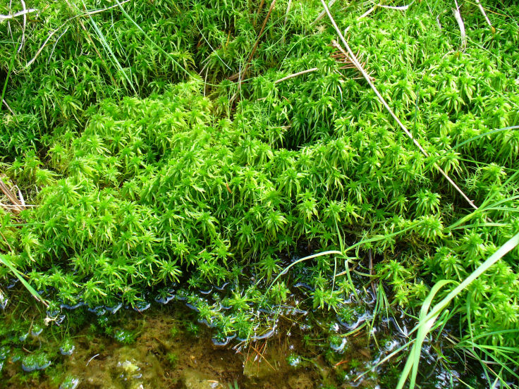 Sphagnum ssp.