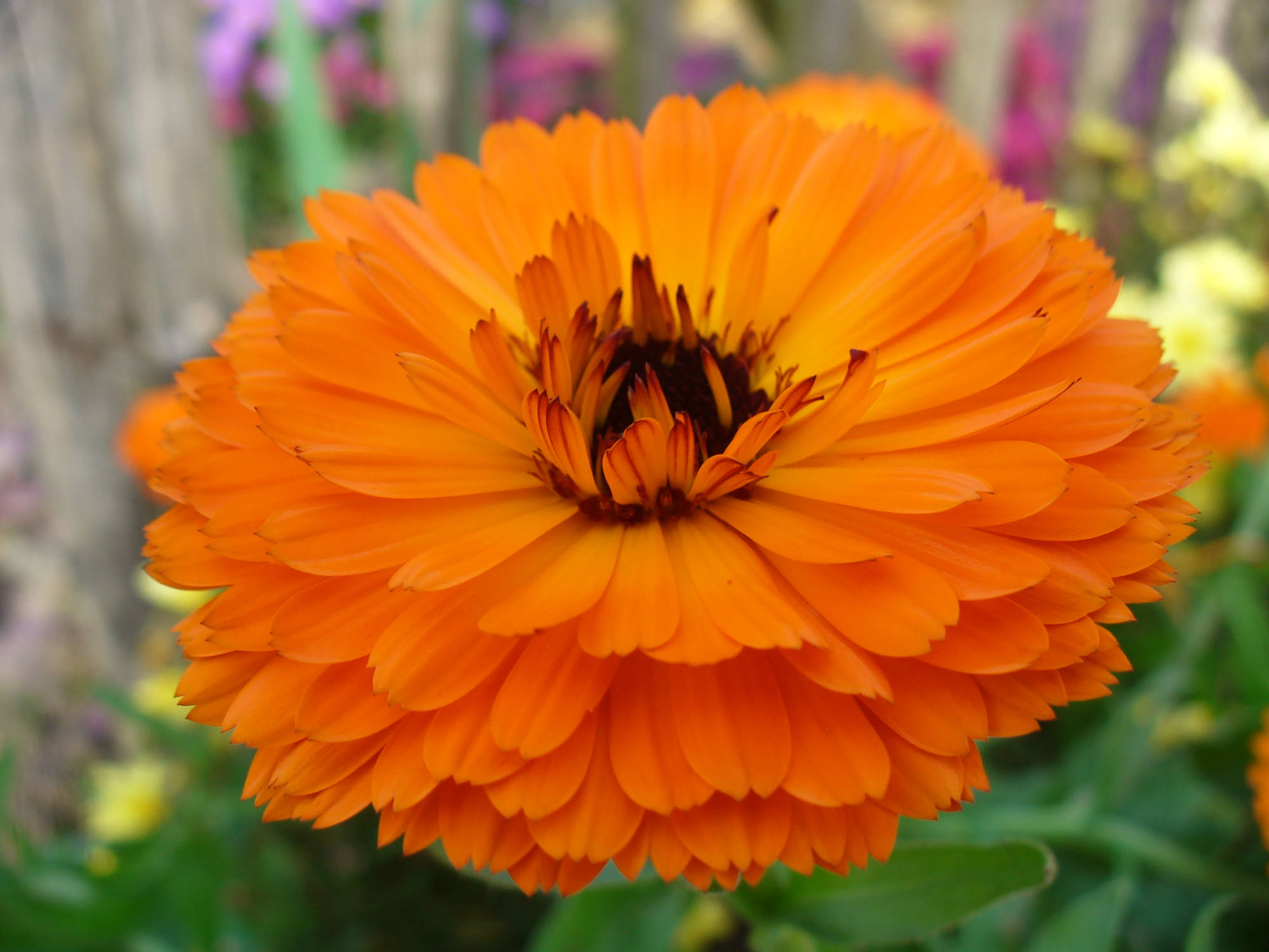 Calendula - Ringelblume
